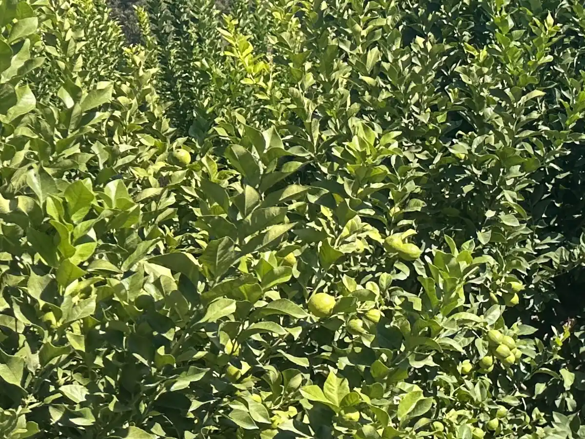 Follaje denso de limoneros con frutos verdes visto de cerca en el cuartel del predio.