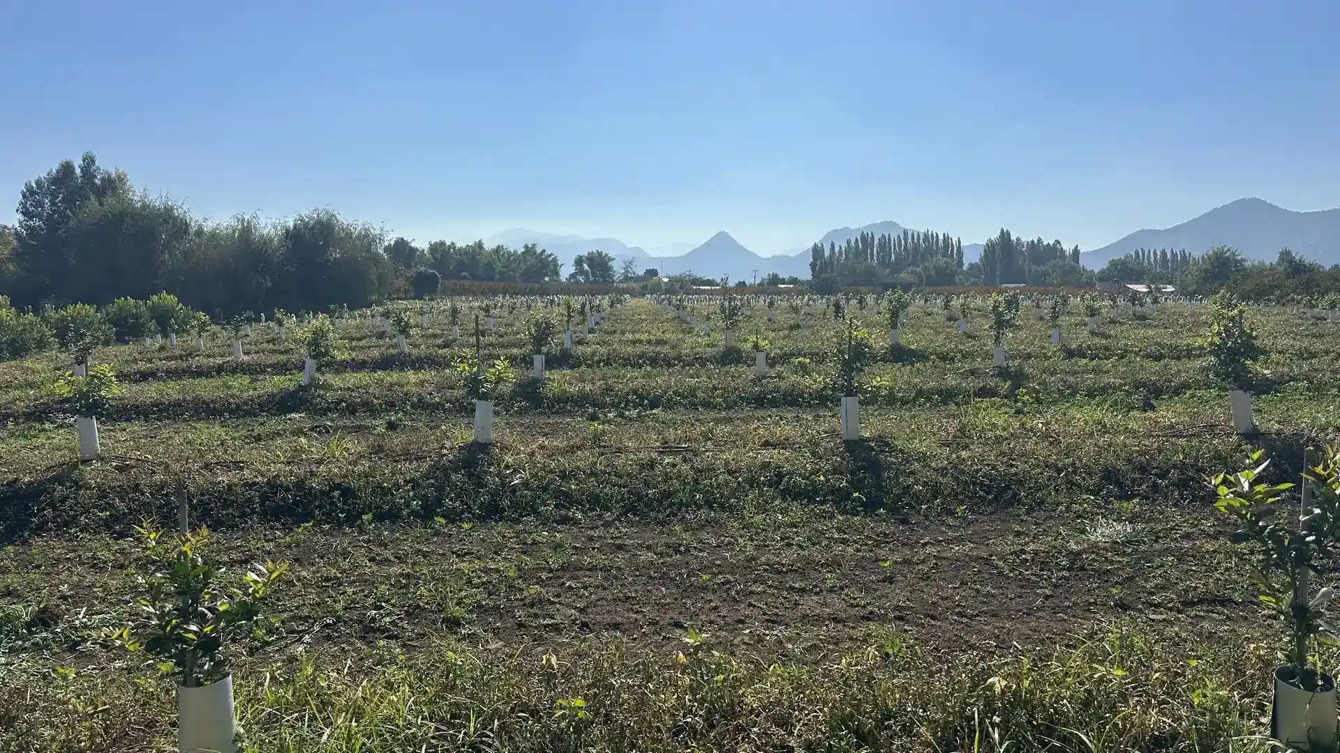 Huerto joven con riego por goteo y cordillera al fondo.